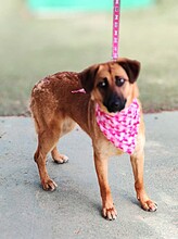 AXANA, Hund, Mischlingshund in Spanien - Bild 3