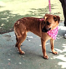 AXANA, Hund, Mischlingshund in Spanien - Bild 4
