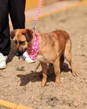 AXANA, Hund, Mischlingshund in Spanien - Bild 5