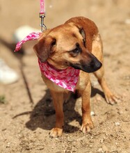 AXANA, Hund, Mischlingshund in Spanien - Bild 6