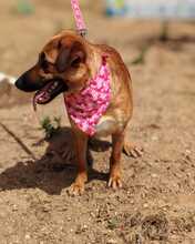 AXANA, Hund, Mischlingshund in Spanien - Bild 7