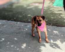 AXANA, Hund, Mischlingshund in Spanien - Bild 8