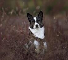 NICKY, Hund, Mischlingshund in Maintal - Bild 1