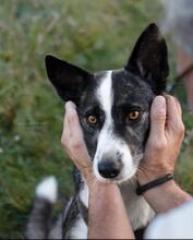 NICKY, Hund, Mischlingshund in Maintal - Bild 2