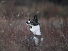 NICKY, Hund, Mischlingshund in Maintal - Bild 3