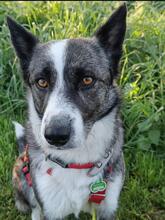 NICKY, Hund, Mischlingshund in Maintal - Bild 4