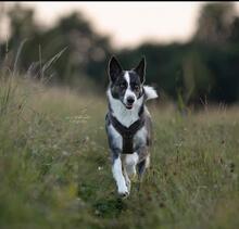 NICKY, Hund, Mischlingshund in Maintal - Bild 5