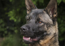 YOSHI, Hund, Deutscher Schäferhund-Akita Inu-Mix in Friesenheim - Bild 2