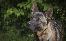 YOSHI, Hund, Deutscher Schäferhund-Akita Inu-Mix in Friesenheim - Bild 3