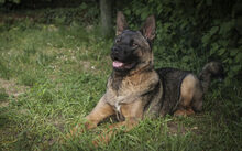 YOSHI, Hund, Deutscher Schäferhund-Akita Inu-Mix in Friesenheim - Bild 4