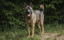 YOSHI, Hund, Deutscher Schäferhund-Akita Inu-Mix in Friesenheim - Bild 5