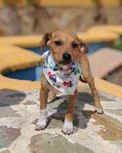 FELINA, Hund, Podenco-Mix in Spanien - Bild 1
