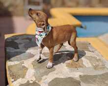 FELINA, Hund, Podenco-Mix in Spanien - Bild 2