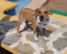 FELINA, Hund, Podenco-Mix in Spanien - Bild 3