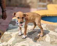 FELINA, Hund, Podenco-Mix in Spanien - Bild 4