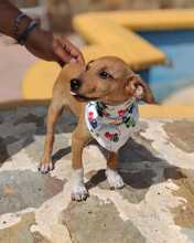 FELINA, Hund, Podenco-Mix in Spanien - Bild 6