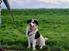 CHARLIE, Hund, Kokoni-Mix in Eixen - Bild 1