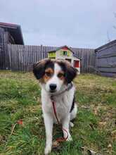 CHARLIE, Hund, Kokoni-Mix in Eixen - Bild 3