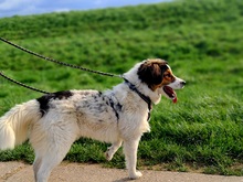 CHARLIE, Hund, Kokoni-Mix in Eixen - Bild 4