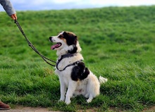 CHARLIE, Hund, Kokoni-Mix in Eixen - Bild 5