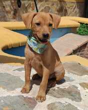 FELIX, Hund, Podenco-Mix in Spanien - Bild 1