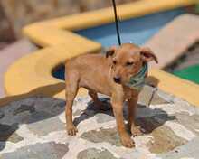 FELIX, Hund, Podenco-Mix in Spanien - Bild 10