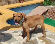 FELIX, Hund, Podenco-Mix in Spanien - Bild 2