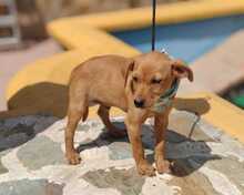 FELIX, Hund, Podenco-Mix in Spanien - Bild 3