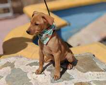 FELIX, Hund, Podenco-Mix in Spanien - Bild 4