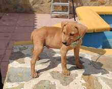 FELIX, Hund, Podenco-Mix in Spanien - Bild 5