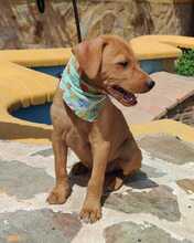 FELIX, Hund, Podenco-Mix in Spanien - Bild 6