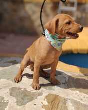 FELIX, Hund, Podenco-Mix in Spanien - Bild 7