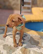 FELIX, Hund, Podenco-Mix in Spanien - Bild 8