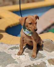FELIX, Hund, Podenco-Mix in Spanien - Bild 9