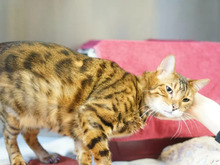 LEO, Katze, Bengal Cat in Hamburg - Bild 1