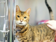 LEO, Katze, Bengal Cat in Hamburg - Bild 2