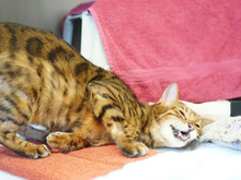 LEO, Katze, Bengal Cat in Hamburg - Bild 3
