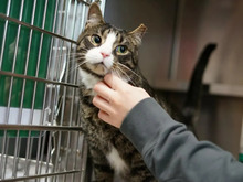 DRACO, Katze, Europäisch Kurzhaar in Hamburg - Bild 1