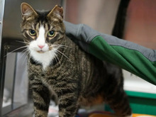 DRACO, Katze, Europäisch Kurzhaar in Hamburg - Bild 3
