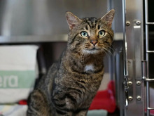 HAYMITCH, Katze, Europäisch Kurzhaar in Hamburg - Bild 1