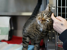 HAYMITCH, Katze, Europäisch Kurzhaar in Hamburg - Bild 2