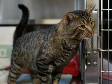 HAYMITCH, Katze, Europäisch Kurzhaar in Hamburg - Bild 3