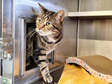 SCHMUSI, Katze, Europäisch Kurzhaar in Hamburg - Bild 1