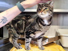 SCHMUSI, Katze, Europäisch Kurzhaar in Hamburg - Bild 2