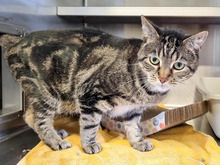SCHMUSI, Katze, Europäisch Kurzhaar in Hamburg - Bild 3