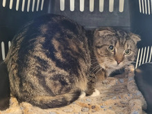 BOA, Katze, Scottish Fold-Mix in Hamburg - Bild 1