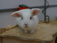 LOLLY, Hasenartige, Zwergkaninchen in Hamburg - Bild 1