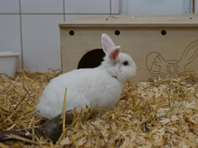 LOLLY, Hasenartige, Zwergkaninchen in Hamburg - Bild 2