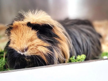 PAULI, Nager, Rosettenmeerschwein-Mix in Hamburg - Bild 1
