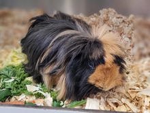 PAULI, Nager, Rosettenmeerschwein-Mix in Hamburg - Bild 2